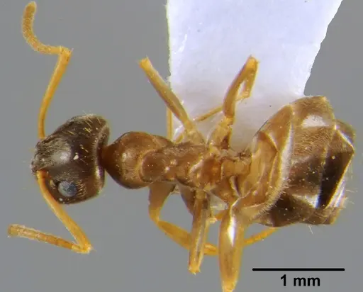 Lasius neglectus specimen CFH000013 image cfh000013_1