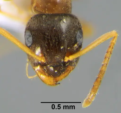 Lasius neglectus specimen CFH000013 image cfh000013_2