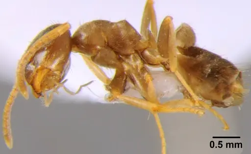 Lasius neglectus specimen CFH000013 image cfh000013_3