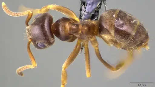 Lasius neoniger specimen ANTWEB1060125 image antweb1060125_1