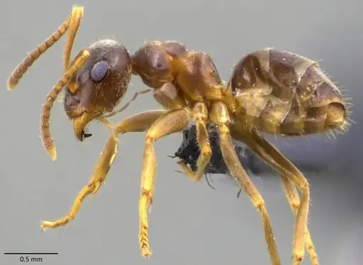 Lasius neoniger specimen ANTWEB1060125 image antweb1060125_3