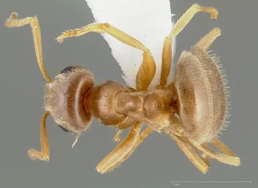 Lasius neoniger specimen CASENT0005403 image casent0005403_1