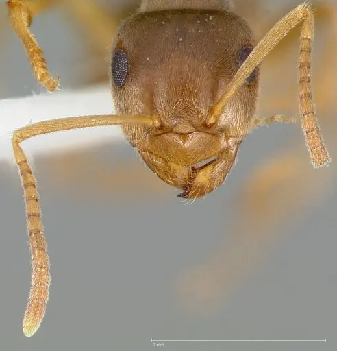 Lasius neoniger specimen CASENT0005403 image casent0005403_2