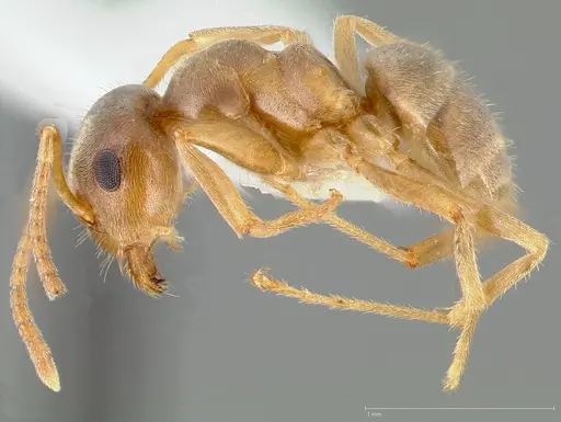 Lasius neoniger specimen CASENT0005403 image casent0005403_3