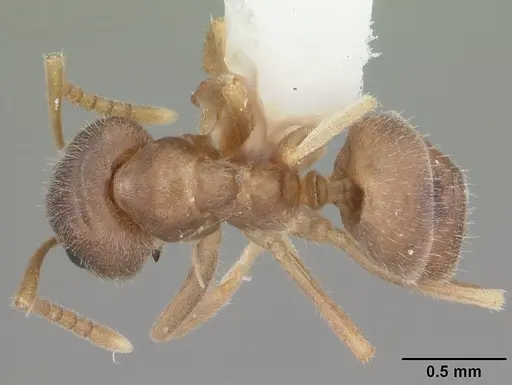 Lasius neoniger specimen CASENT0103980 image casent0103980_1