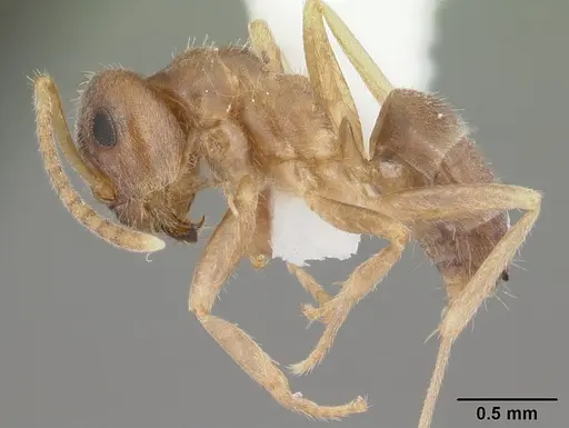 Lasius neoniger specimen CASENT0103980 image casent0103980_3