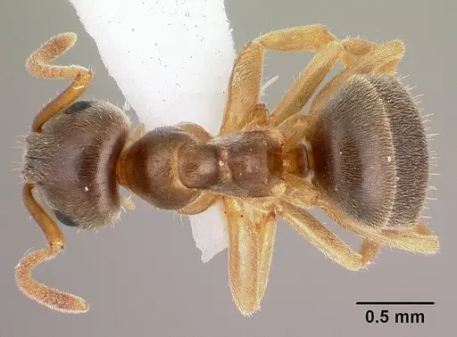 Lasius neoniger specimen CASENT0179850 image casent0179850_1