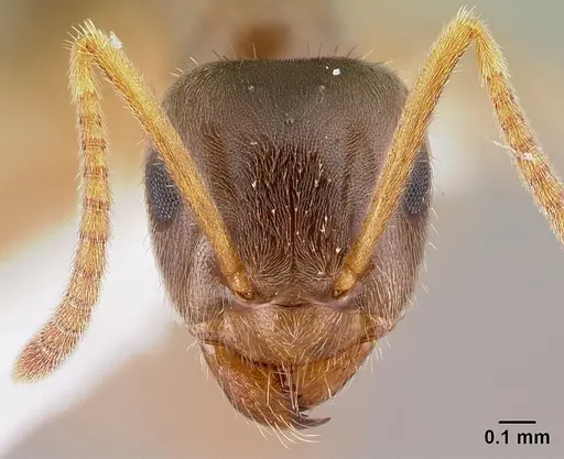 Lasius neoniger specimen CASENT0179850 image casent0179850_2