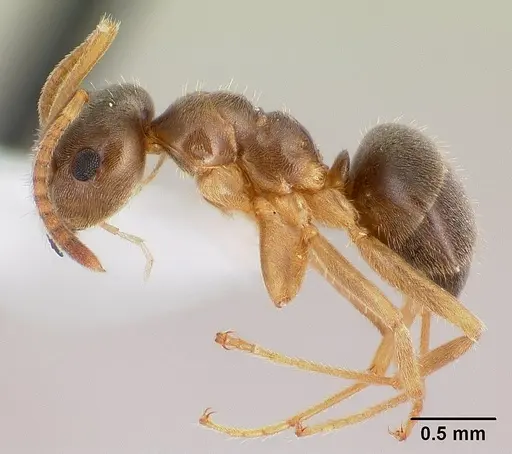 Lasius neoniger specimen CASENT0179850 image casent0179850_3