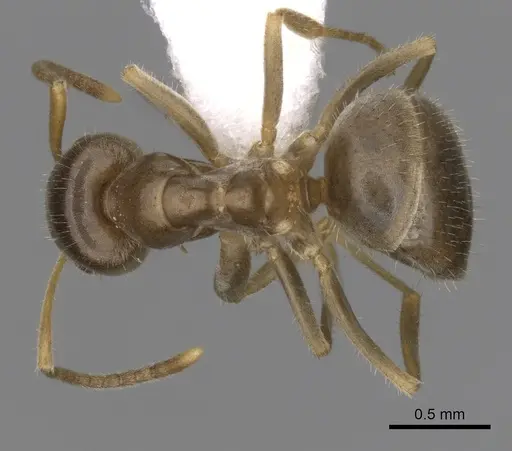 Lasius neoniger specimen CASENT0280443 image casent0280443_1
