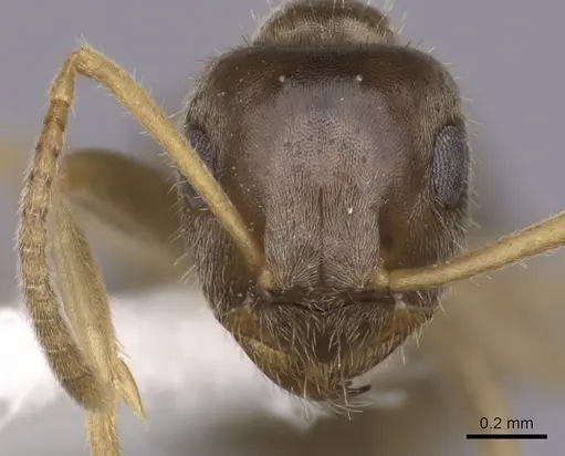 Lasius neoniger specimen CASENT0280443 image casent0280443_2