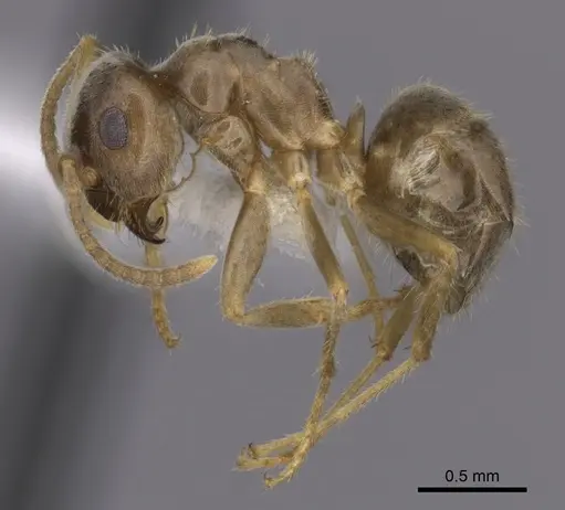 Lasius neoniger specimen CASENT0280443 image casent0280443_3