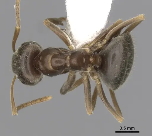 Lasius neoniger specimen CASENT0280444 image casent0280444_1