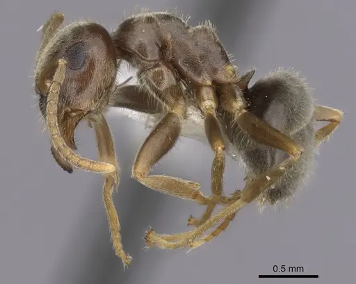 Lasius neoniger specimen CASENT0280444 image casent0280444_3