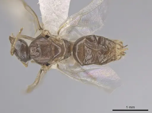 Lasius neoniger specimen CASENT0636260 image casent0636260_1
