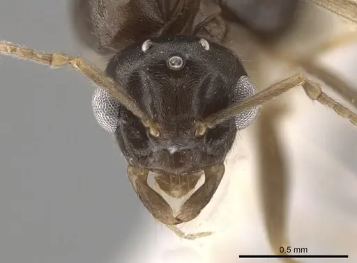Lasius neoniger specimen CASENT0636260 image casent0636260_2
