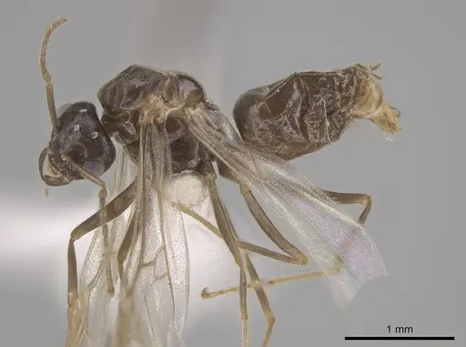 Lasius neoniger specimen CASENT0636260 image casent0636260_3