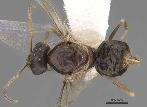 Lasius neoniger specimen CASENT0843998 image casent0843998_1
