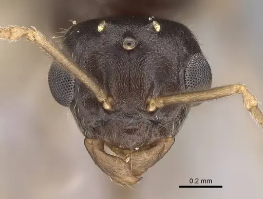 Lasius neoniger specimen CASENT0843998 image casent0843998_2
