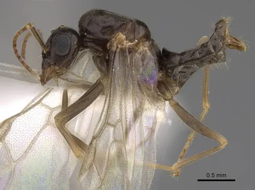 Lasius neoniger specimen CASENT0843998 image casent0843998_3