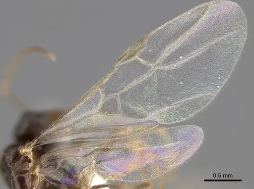 Lasius neoniger specimen CASENT0843998 image casent0843998_4