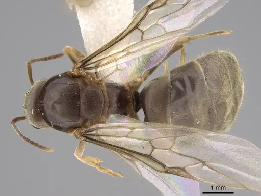 Lasius neoniger specimen CASENT0843999 image casent0843999_1