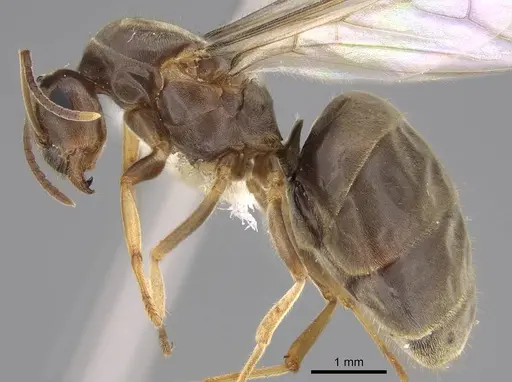 Lasius neoniger specimen CASENT0843999 image casent0843999_3