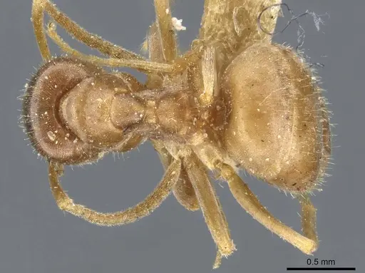 Lasius neoniger specimen CASENT0905676 image casent0905676_1