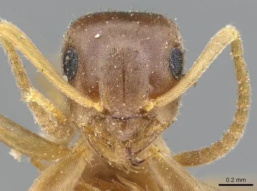 Lasius neoniger specimen CASENT0905676 image casent0905676_2