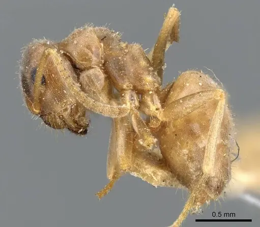Lasius neoniger specimen CASENT0905676 image casent0905676_3