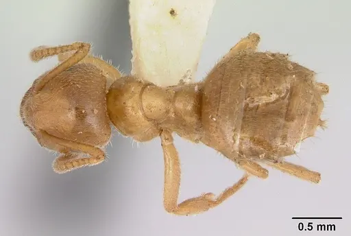 Lasius nevadensis specimen CASENT0172890 image casent0172890_1