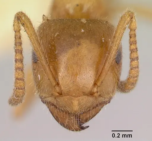 Lasius nevadensis specimen CASENT0172890 image casent0172890_2