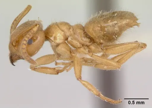 Lasius nevadensis specimen CASENT0172890 image casent0172890_3