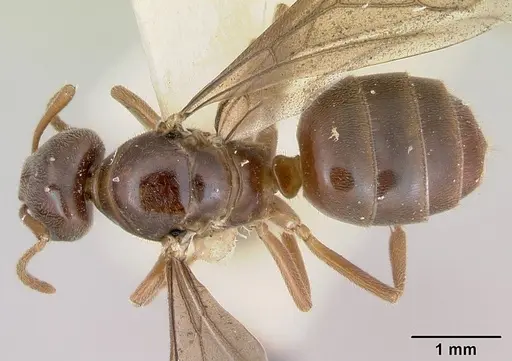 Lasius nevadensis specimen CASENT0172891 image casent0172891_1