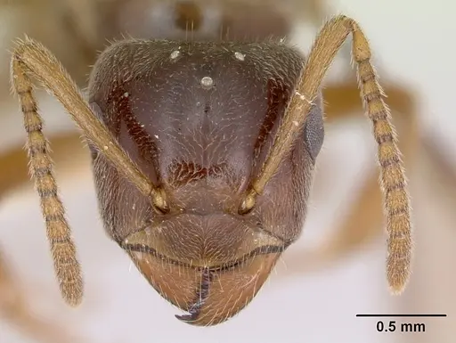 Lasius nevadensis specimen CASENT0172891 image casent0172891_3