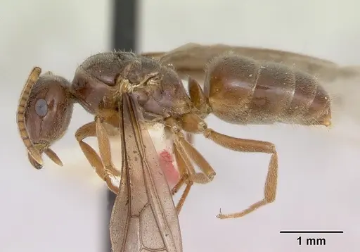 Lasius nevadensis specimen CASENT0172891 image casent0172891_4