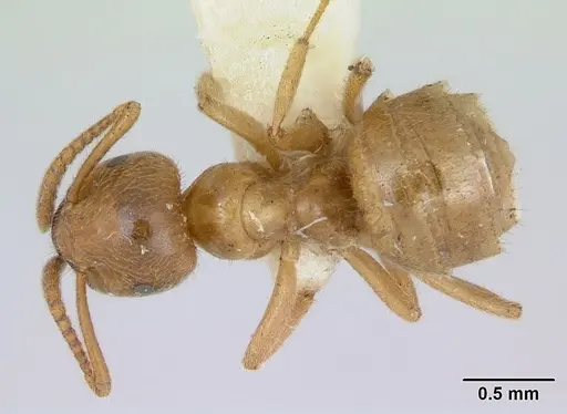 Lasius nevadensis specimen CASENT0172892 image casent0172892_1