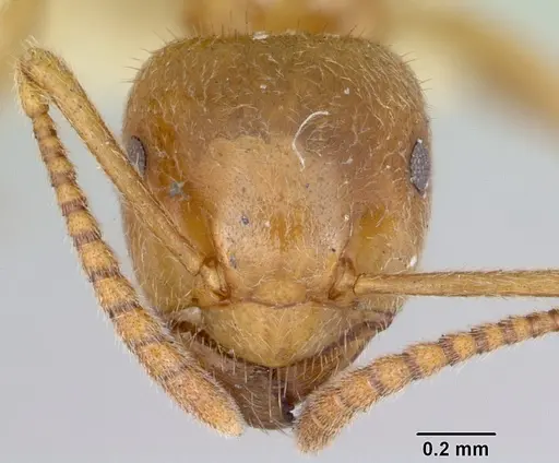 Lasius nevadensis specimen CASENT0172892 image casent0172892_2