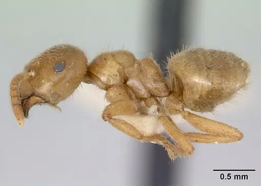 Lasius nevadensis specimen CASENT0172892 image casent0172892_3