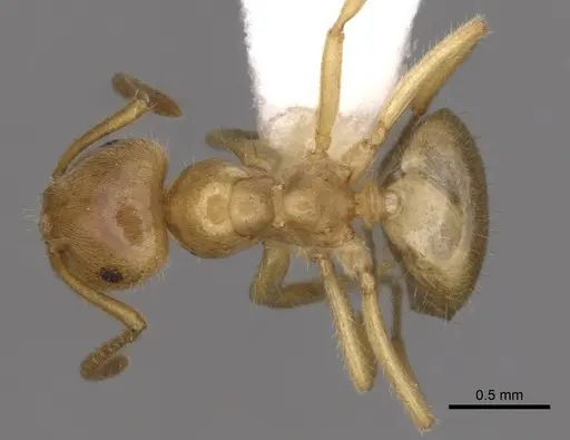 Lasius nevadensis specimen CASENT0280466 image casent0280466_1