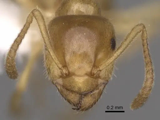 Lasius nevadensis specimen CASENT0280466 image casent0280466_2