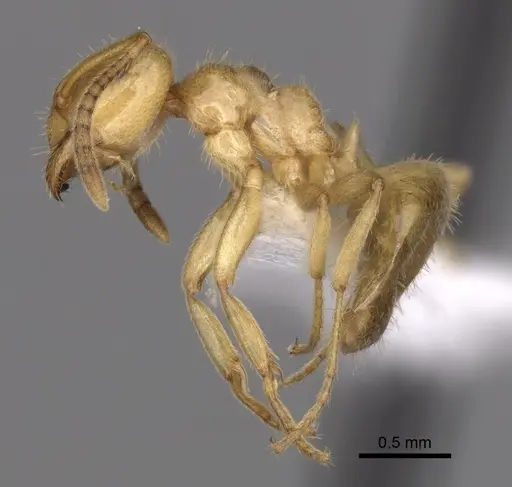 Lasius nevadensis specimen CASENT0280466 image casent0280466_3