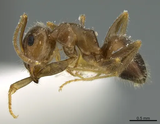 Lasius nevadensis specimen CASENT0923598 image casent0923598_1