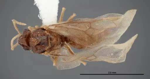 Lasius nevadensis specimen FMNHINS0000077033 image fmnhins0000077033_1