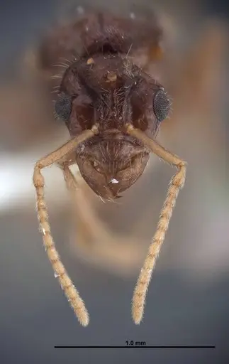 Lasius nevadensis specimen FMNHINS0000077033 image fmnhins0000077033_2
