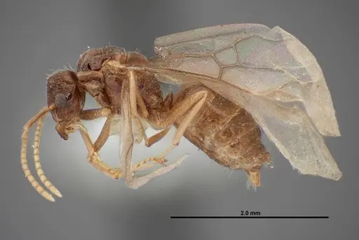 Lasius nevadensis specimen FMNHINS0000077033 image fmnhins0000077033_3