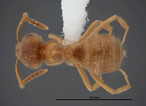 Lasius nevadensis specimen FMNHINS0000083081 image fmnhins0000083081_1
