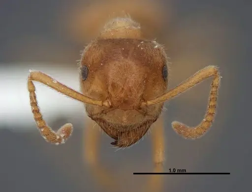 Lasius nevadensis specimen FMNHINS0000083081 image fmnhins0000083081_2
