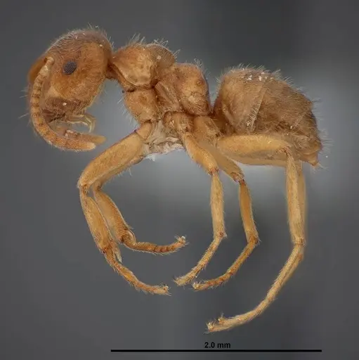 Lasius nevadensis specimen FMNHINS0000083081 image fmnhins0000083081_3