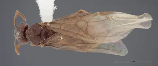 Lasius nevadensis specimen FMNHINS0000083084 image fmnhins0000083084_1